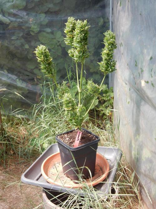 Candyland - Outdoor 26. Week 10