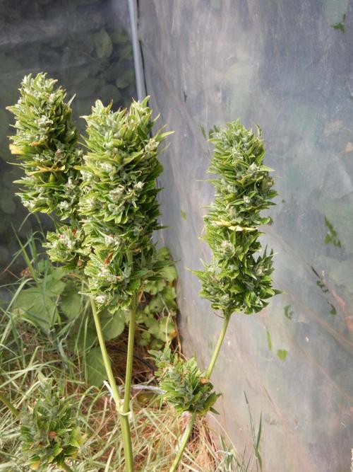 Candyland - Outdoor 26. Week 10