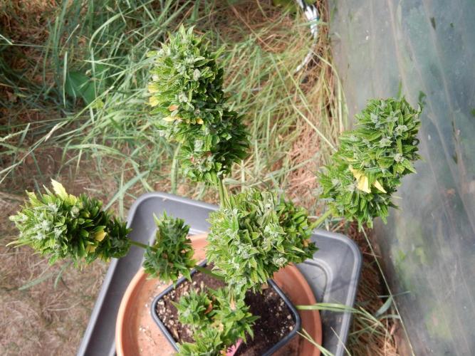 Candyland - Outdoor 26. Week 10