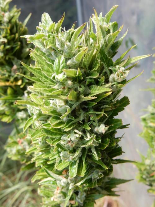 Candyland - Outdoor 26. Week 10