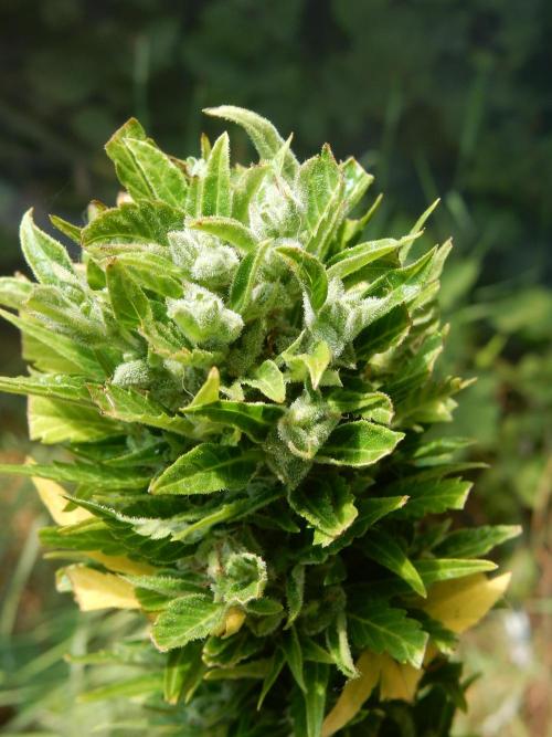 Candyland - Outdoor 26. Week 10