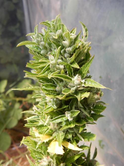 Candyland. Week 10