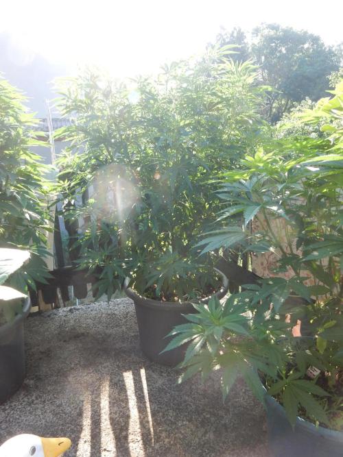 Fruit Bomb Punch Outdoor - 26. Week 11