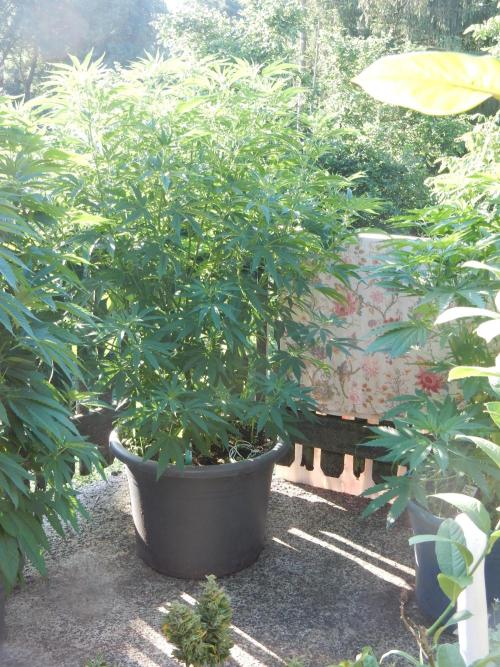 Fruit Bomb Punch Outdoor - 26. Week 11