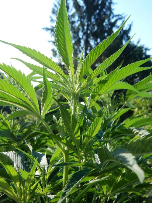 Fruit Bomb Punch Outdoor - 26. Week 11