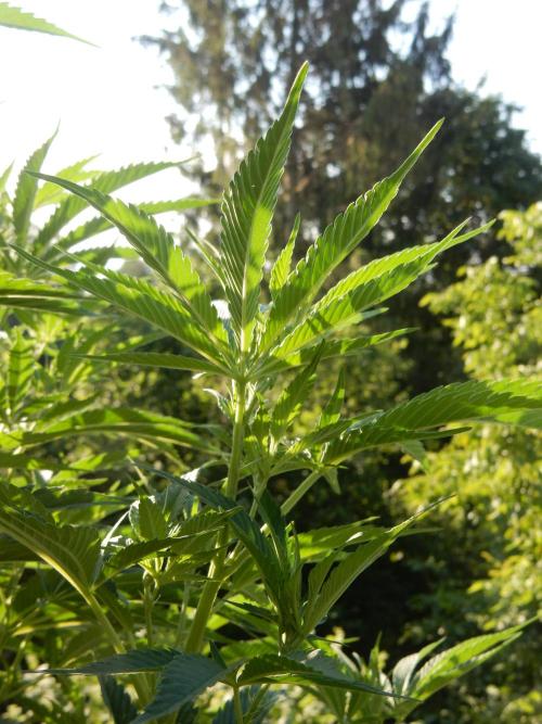Fruit Bomb Punch Outdoor - 26. Week 11