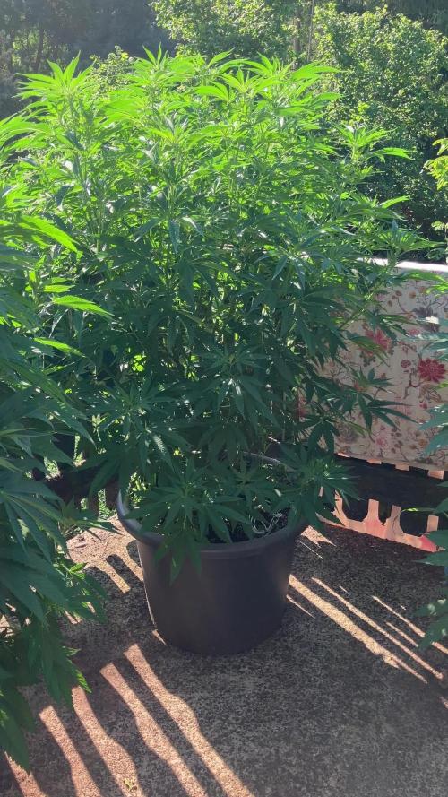 Fruit Bomb Punch Outdoor - 26