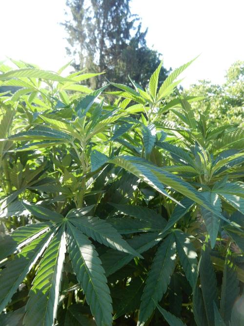 Blueberry - Outdoor 26. Week 11