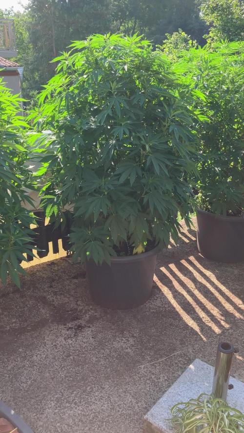 Blueberry - Outdoor 26