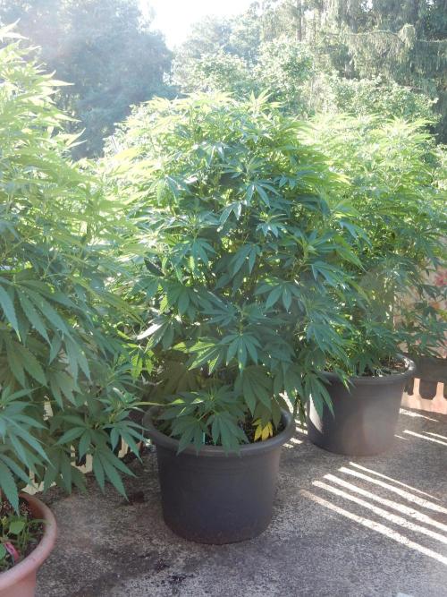 Blueberry - Outdoor 26. Week 11