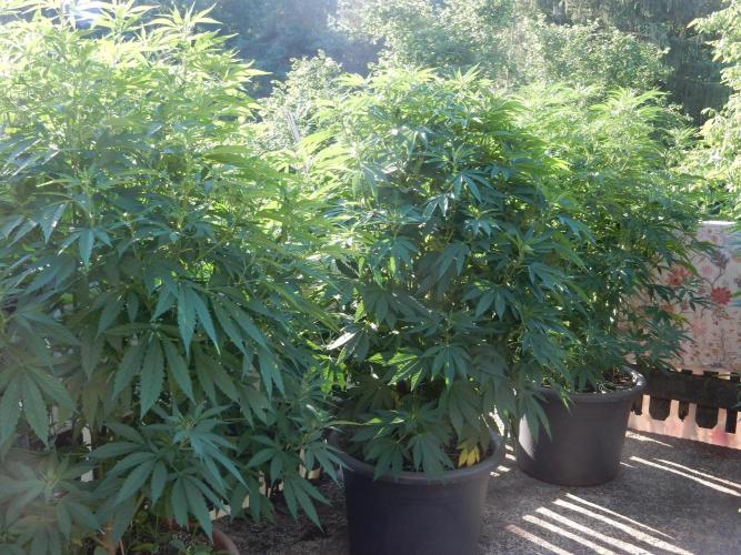 Blueberry - Outdoor 26. Week 11