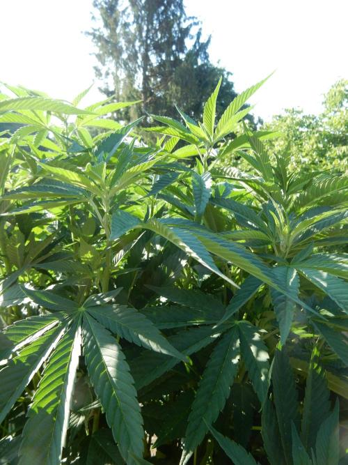 Blueberry - Outdoor 26. Week 11