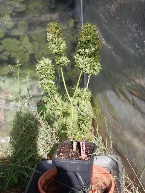 Candyland - Outdoor 26. Week 11