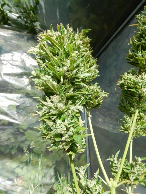 Candyland - Outdoor 26. Week 11