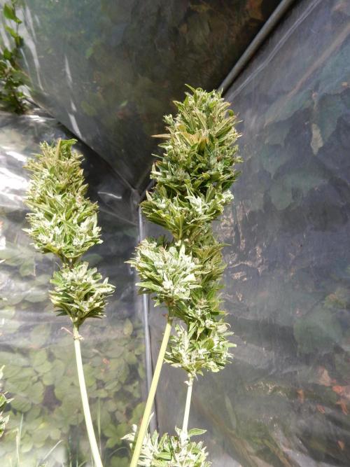 Candyland - Outdoor 26. Week 11