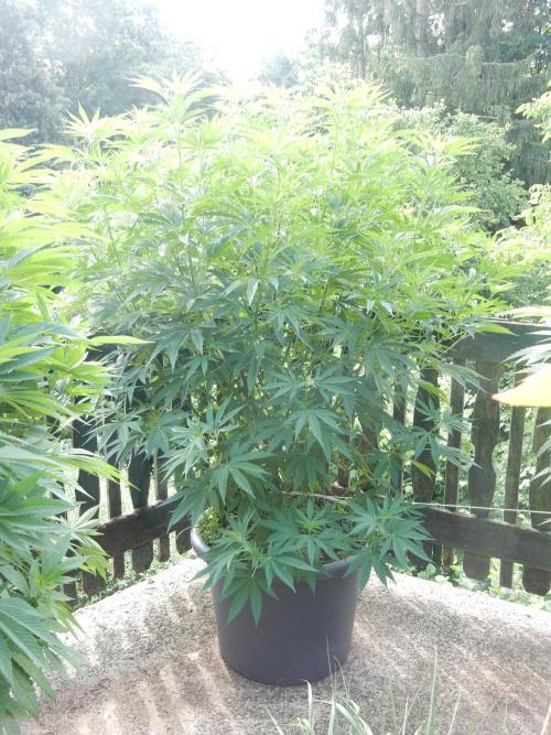 Fruit Bomb Punch Outdoor - 26. Week 12