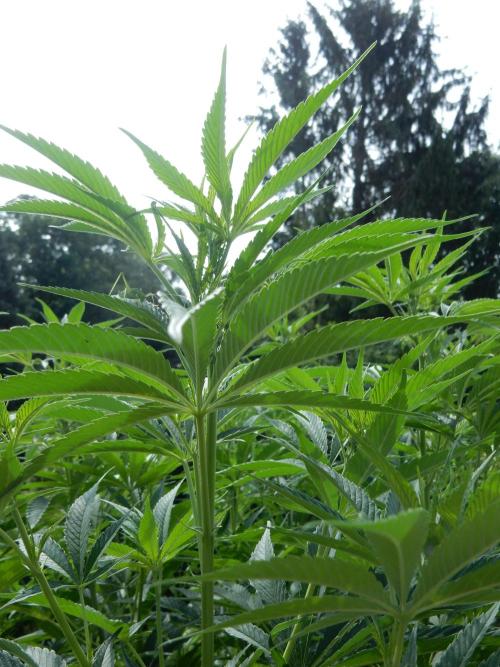 Fruit Bomb Punch Outdoor - 26. Week 12