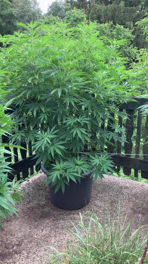 Fruit Bomb Punch Outdoor - 26