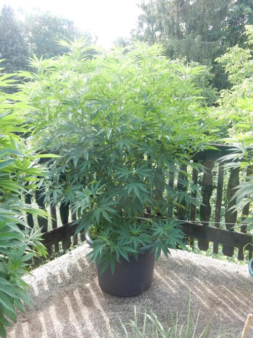 Fruit Bomb Punch Outdoor - 26. Week 12
