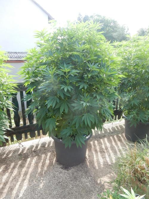 Blueberry - Outdoor 26. Week 12
