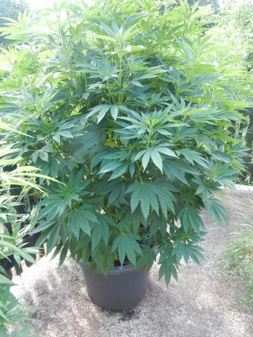 Blueberry - Outdoor 26. Week 12