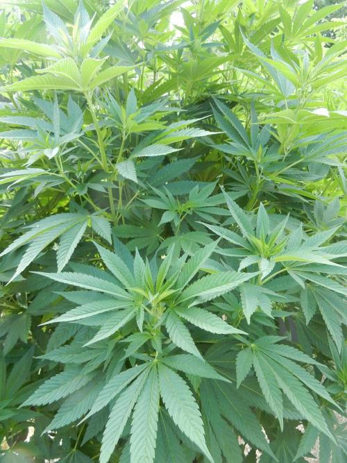 Blueberry - Outdoor 26. Week 12