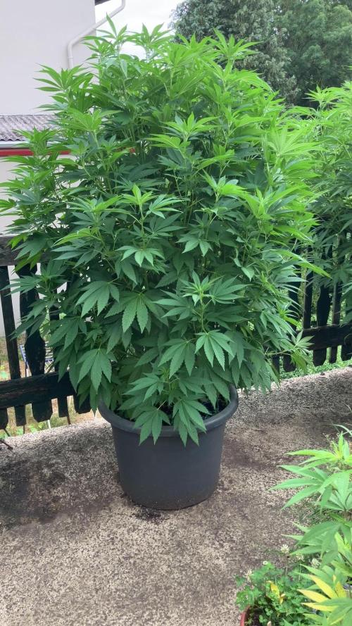 Blueberry. Week 12