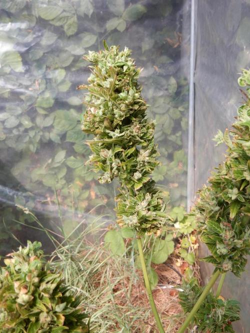 Candyland - Surprising Autoflower. Week 12