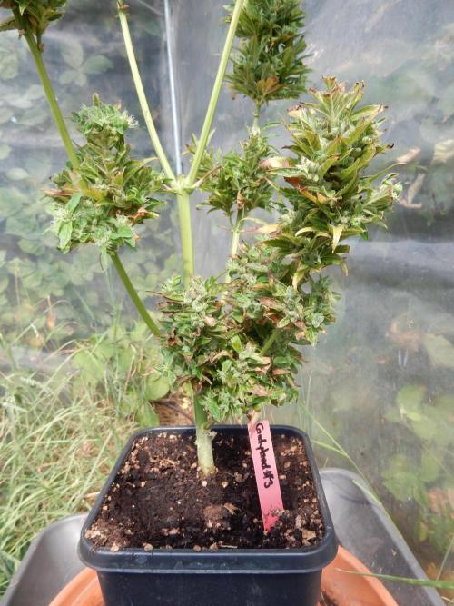 Candyland - Surprising Autoflower. Week 12