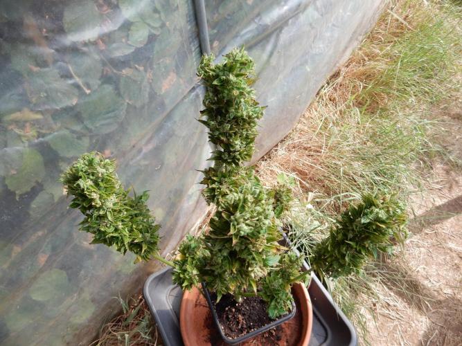 Candyland - Surprising Autoflower. Week 12