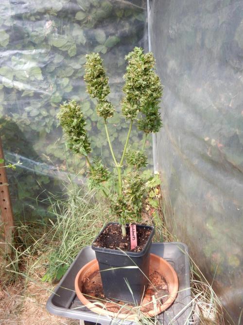 Candyland - Surprising Autoflower. Week 12