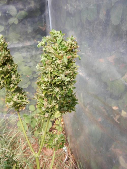 Candyland. Week 12