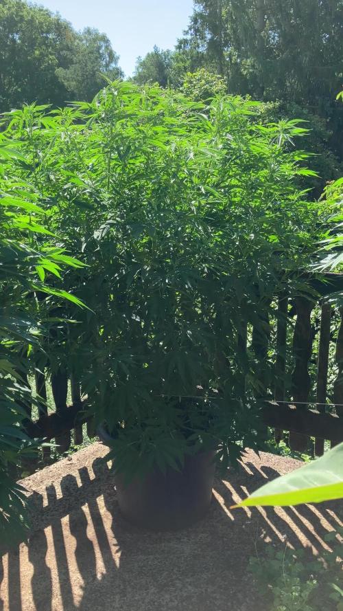 Fruit Bomb Punch Outdoor - 26