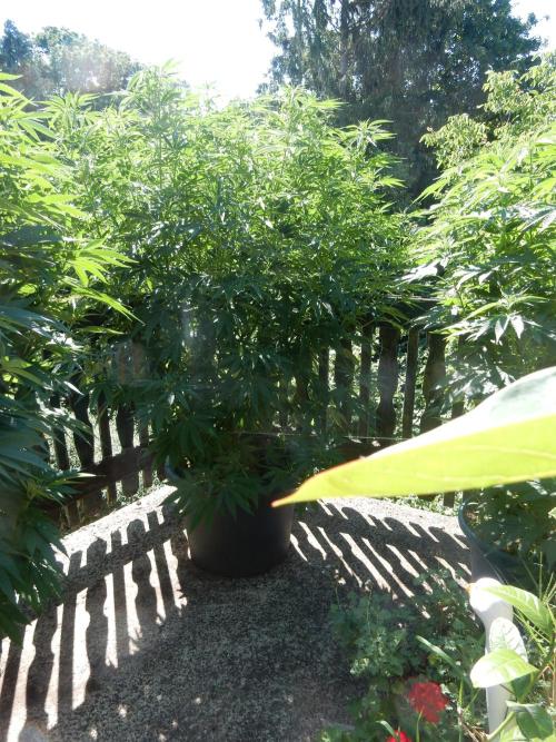 Fruit Bomb Punch Outdoor - 26. Week 13