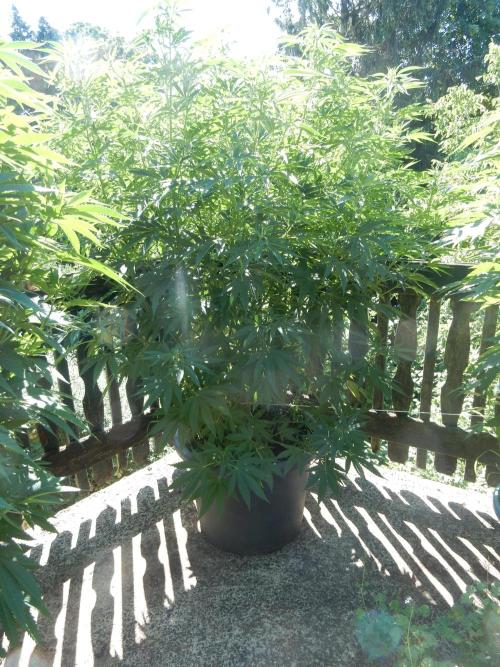Fruit Bomb Punch Outdoor - 26. Week 13