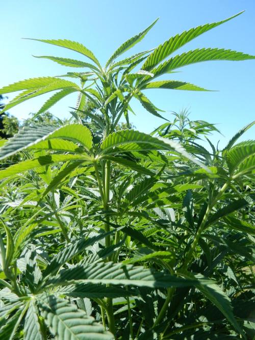 Fruit Bomb Punch Outdoor - 26. Week 13
