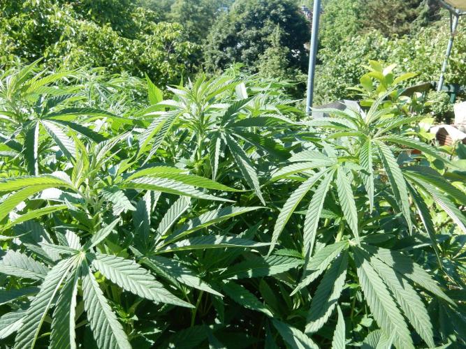 Blueberry - Outdoor 26. Week 13