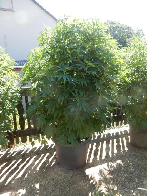 Blueberry - Outdoor 26. Week 13