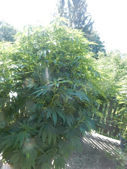 Blueberry - Outdoor 26. Week 13