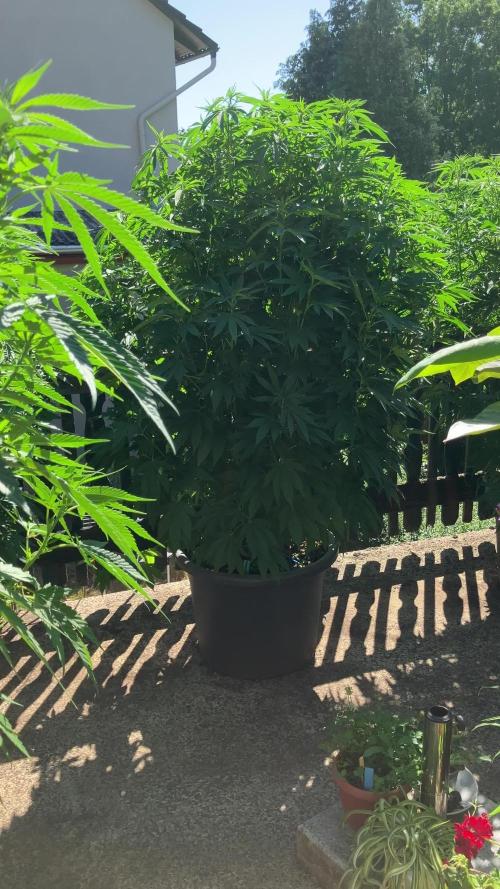 Blueberry - Outdoor 26