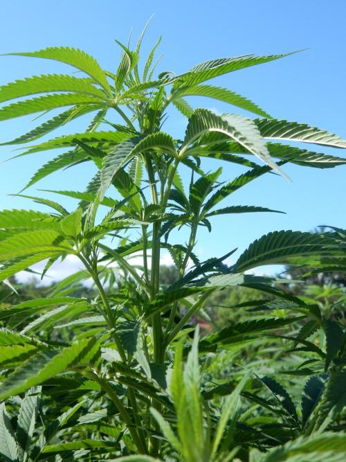 Fruit Bomb Punch Outdoor - 26. Week 14