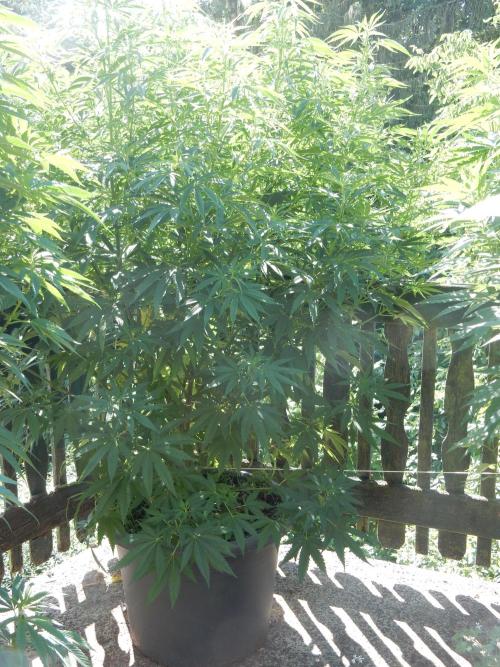 Fruit Bomb Punch Outdoor - 26. Week 14