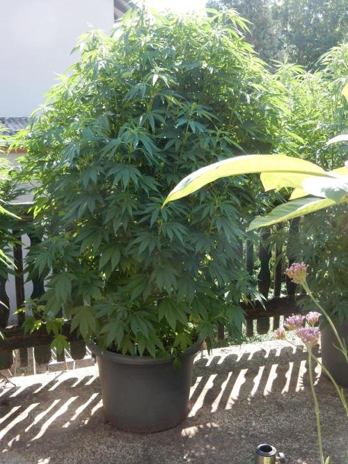 Blueberry - Outdoor 26. Week 14