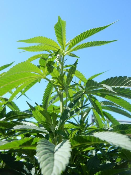 Blueberry - Outdoor 26. Week 14
