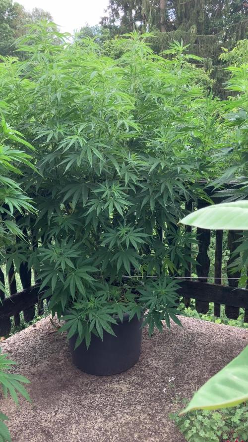 Fruit Bomb Punch Outdoor - 26