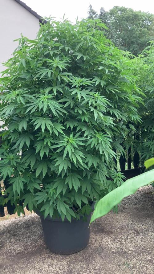 Blueberry - Outdoor 26