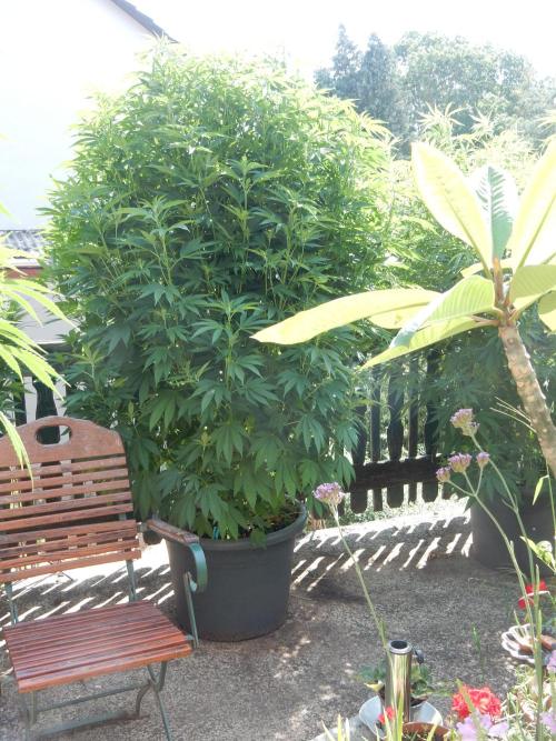 Blueberry - Outdoor 26. Week 15