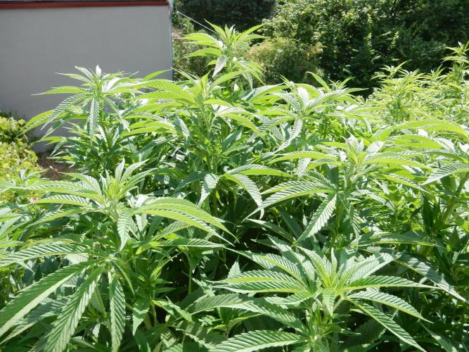 Blueberry - Outdoor 26. Week 15