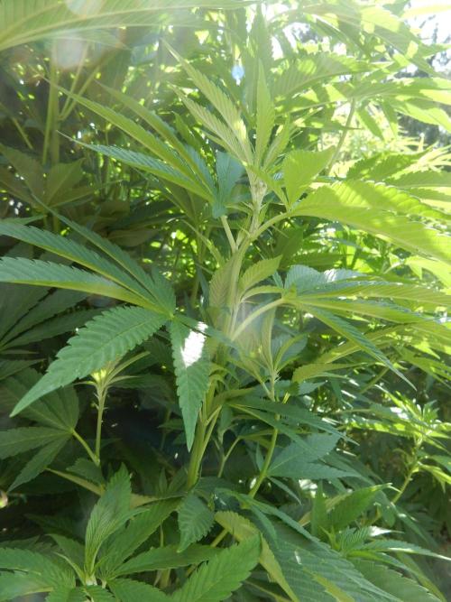 Blueberry - Outdoor 26. Week 15