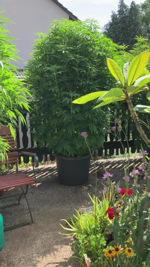 Blueberry - Outdoor 26